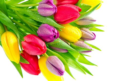 Ingyenes háttérképek : virágok, növények, színes, tulipán 2560x1707 - WallpaperManiac - 1732247 ...