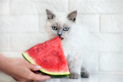 If you've tried giving blueberries to your cat a few different ways and she hasn't enjoyed it yet, it's best to try a different food, dempsey advises. Can Cats Eat Watermelon? Will They Even Like The Taste?