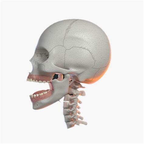 3d Model Skull V Ray Bones Anatomy Turbosquid 1398700