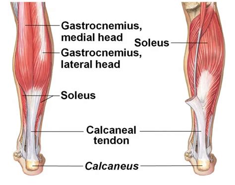 5 Great Exercises To Strengthen The Soleus What Why And How