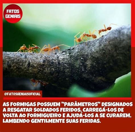 Entos Cfatosgeniaisoficial As Formigas Possuem ParÂmetros Designados A Resgatar Soldados