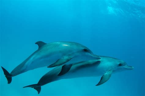 Dolphin Backgrounds 65 Images