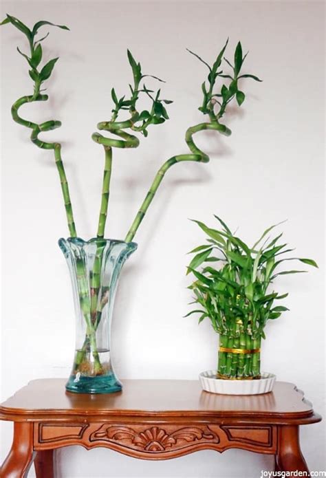 16 Houseplants That Can Thrive With Little To No Sunlight Homemaking