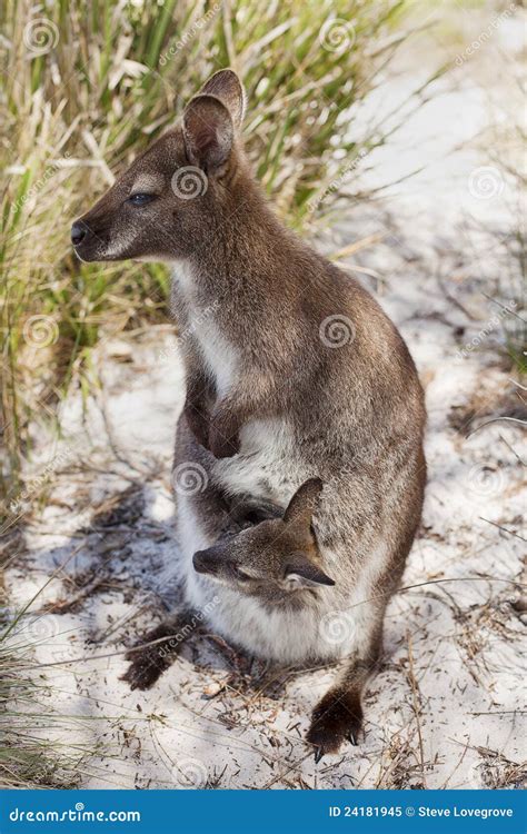 Tasmanian Wildlife Stock Image Image Of Mother Herbivore 24181945