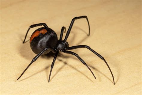 Redback Spider Bites And How To Treat Them