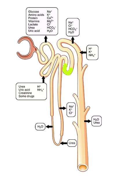 Nephron Reabsorption And Secretion Science Biology Medical Science