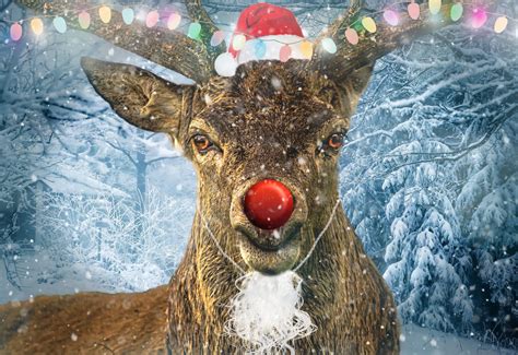 Christmas With Rudolph The Red Nose Reindeer Wokingham Today