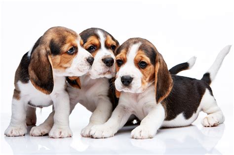 Download Animal Beagle 4k Ultra Hd Wallpaper