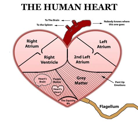 Human Heart Diagram And Function Robhosking Diagram