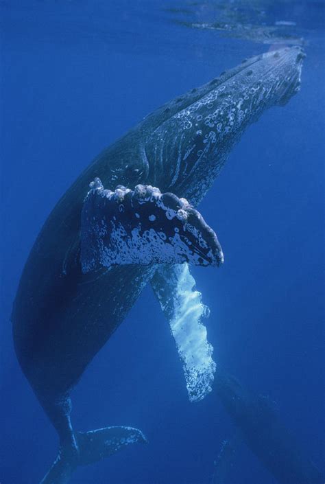 Humpback Whale Surfacing Maui Hawaii Photograph By Flip Nicklin Pixels