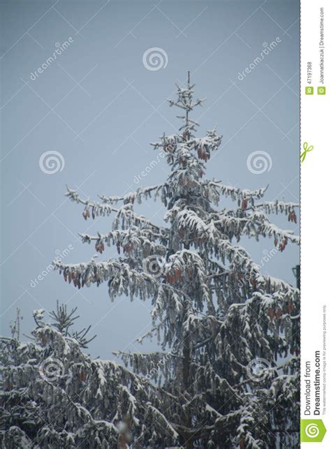 Christmas Tree In Forest Stock Photo Image Of Nobody 47197368