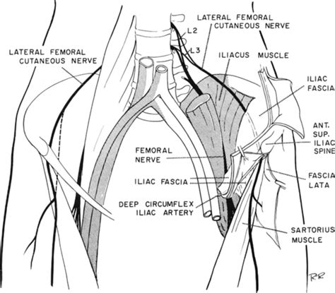 The Lateral Femoral Cutaneous Nerve Canal In Journal Of Neurosurgery