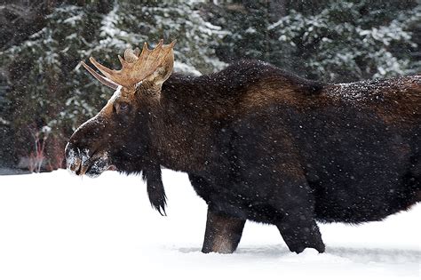 Young Bull Moose In Deep Snow Sean Crane Photography