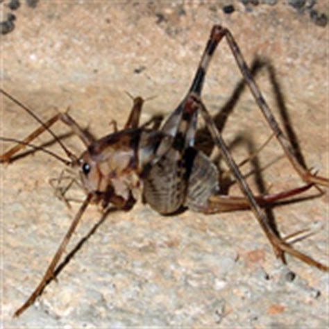 Learn all about the camel cricket and find out the best methods for camel cricket control. How To Kill Crickets and Grasshoppers