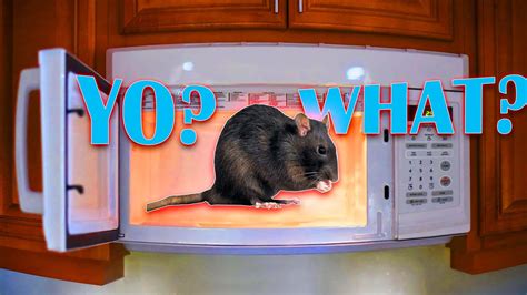 They Blew Up The Rat In The Microwave Youtube