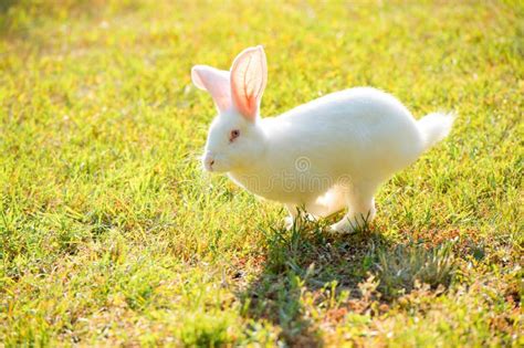 White Rabbit Running On The Grass Stock Image Image Of Bright Hare