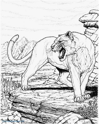 Coloring Pages Lion Mountain Panther Cougar Colouring