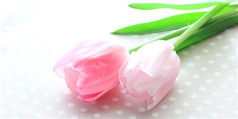 Hanakotoba (花言葉) is the japanese form of the language of flowers. 色で変わる「チューリップ」の花言葉（赤・ピンク・オレンジ ...