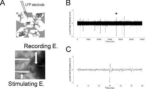 Recording Of Extracellular Field Potential From 3d Neuronal