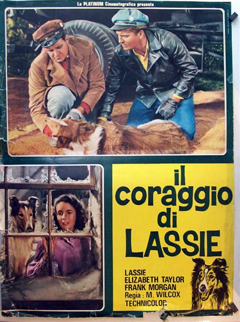 Il Coraggio Di Lassie Movie Poster Courage Of Lassie Res Movie Poster