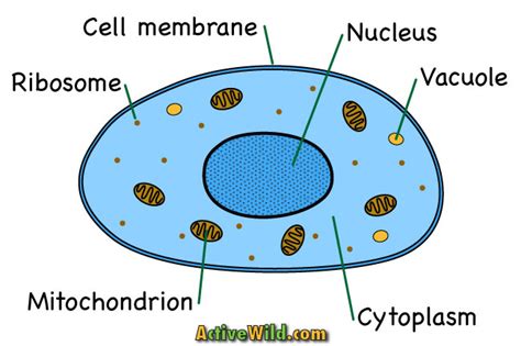 How To Draw Animal Cell Diagram Labeled Functions And Diagram