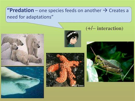 Ppt Animal Adaptations Powerpoint Presentation Free Download Id