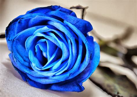 Beautiful Blue Rose Flowers Images Best Flower Site