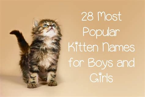 Your kitten's fur may be her most prominent feature until her personality emerges. These are the Top 28 Most Popular Kitten Names - CatVills