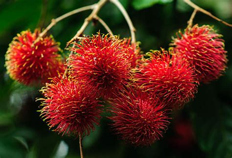 Living In Costa Rica With Mamon Chino The Most Addictive Fruit On