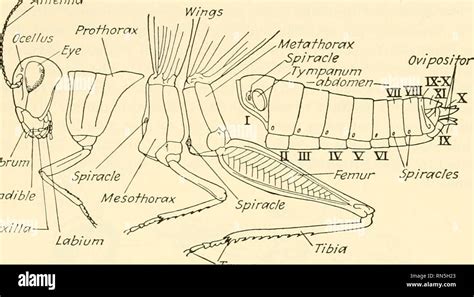 Class Insecta Diagram