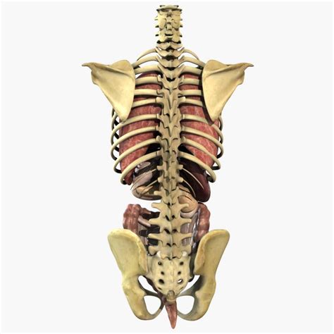 More advanced male, female and unisex torso . Human Anatomy Study Torso 3D Model