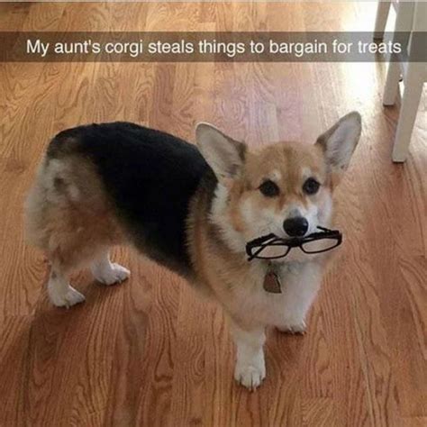 40 Funny Dog Pictures With Captions Funnyfoto Page 22