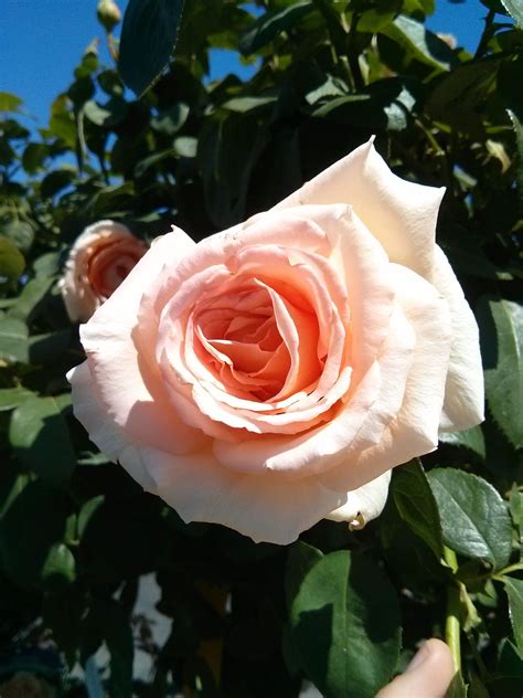 Beautiful Over The Moon Roses In Bloom Now Rose Bloom Flowers