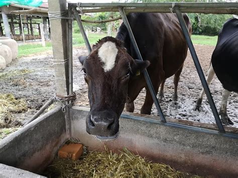 บรรยากาศในฟาร์มชั่งสดชื่นจริงๆเลยนะเนี่ย ดูวัวกินหญ้า กินกันไม่หยุดเลย อุดมสมบูรณ์ #ฟาร์มโชควลี ...