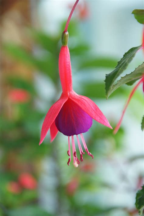 Hardy Fuchsia Pink Flower Free Photo On Pixabay Pixabay