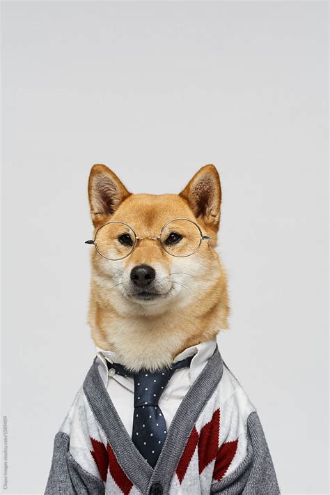 Business Dog By Stocksy Contributor Clique Images Stocksy