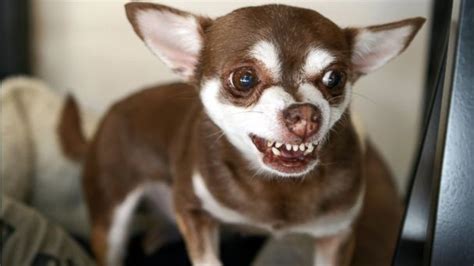 Stray Chihuahuas Terrorize Arizona Town