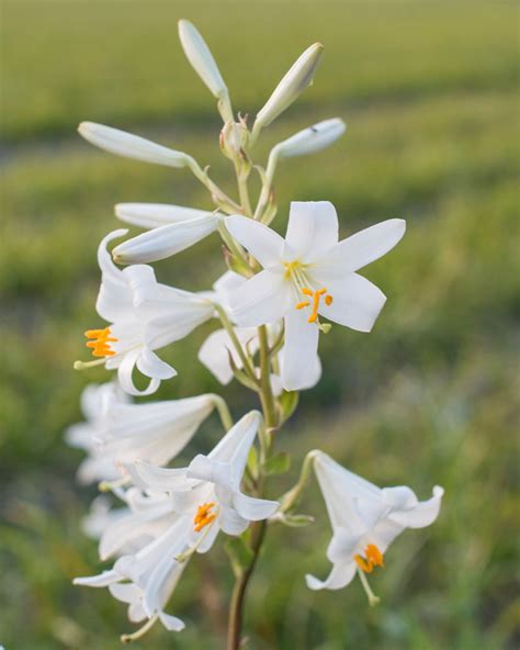 Lilium Candidum Madonna Lily Bulbs — Buy Online At Farmer Gracy Uk