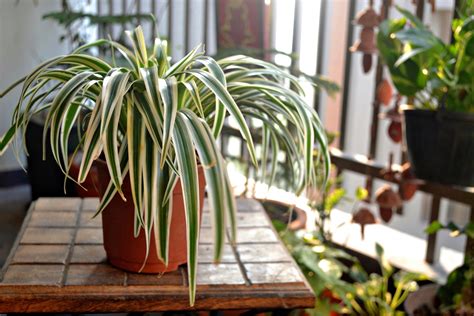 The Best Spider Plant Varieties For Your Collection Happysprout