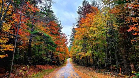 Photos Fall Foliage Reaches Peak In Vermont Northern New