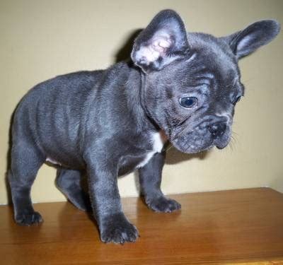 Please don't duplicate my board. 9 Week Old Champion Grandsired Blue Brindle French Bulldog ...