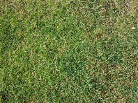 Grassy Ground Free Stock Photo Public Domain Pictures