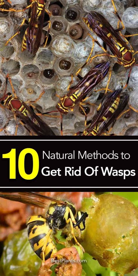 Ways To Kill A Wasps In Your House Gilda Mcgrew