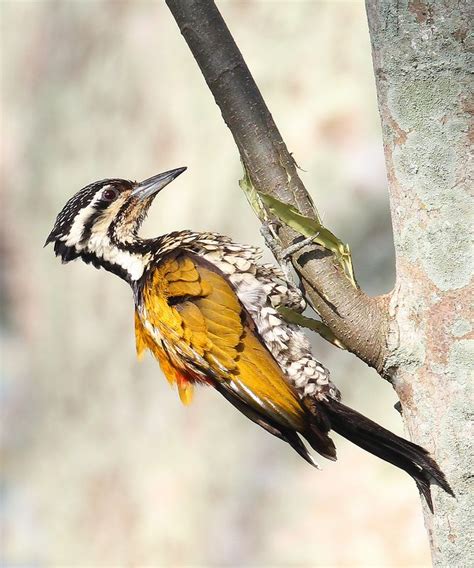 Common Flameback Woodpecker Most Beautiful Birds Bird Species
