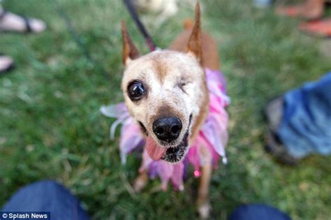 Yoda Ugliest Dog Chinese Crested Chihuahua Mix Wins Title Daily Mail