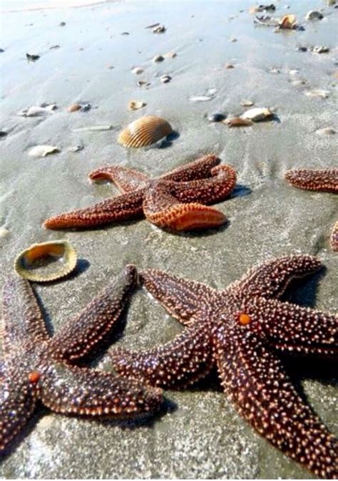 Starfish On The Beach Folly Beach Beach Time Beach Life