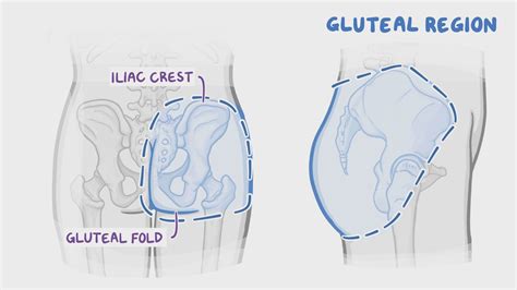 Gluteal Cleft Anatomy
