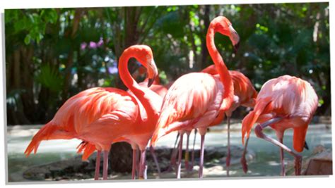 The Secrets Of Flamingo Symbolism 10 Meanings Explored