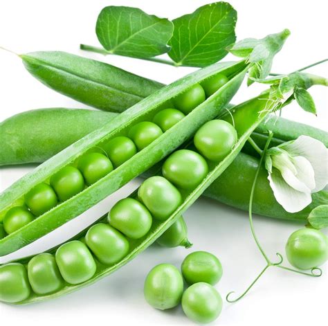 Buy Earthcare Peas Little Marvel Sweet Dwarf Bush Pea 50 Pisum Sativum