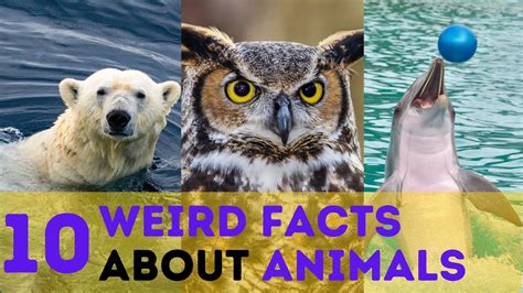 10 Weird Animal Facts You Wont Believe Youtube